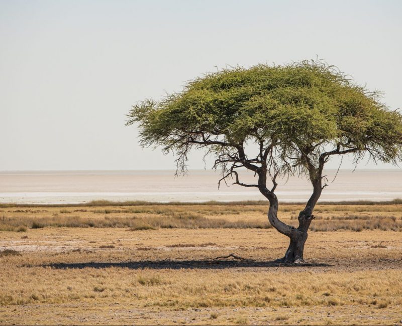 ein Baum in einer Wüste