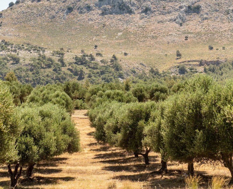 das Bild zeigt eine Baumreihe