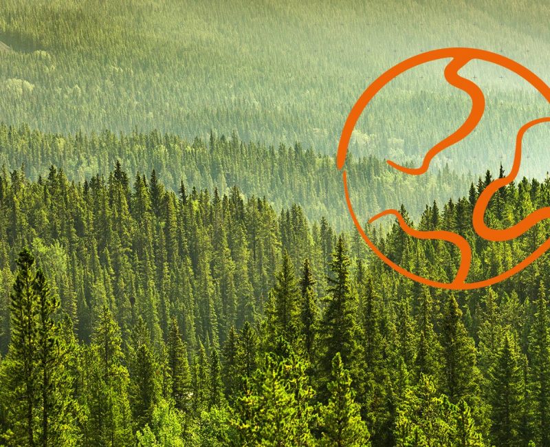 das Bild zeigt einen Wald