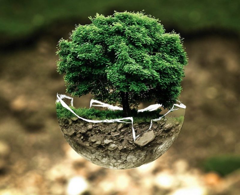 das Bild zeigt eine Glasschale mit einem kleinen Baum